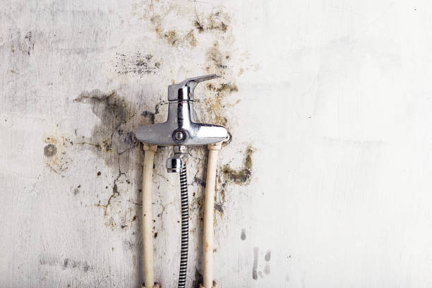 Professional Mold Removal in Rome, NY