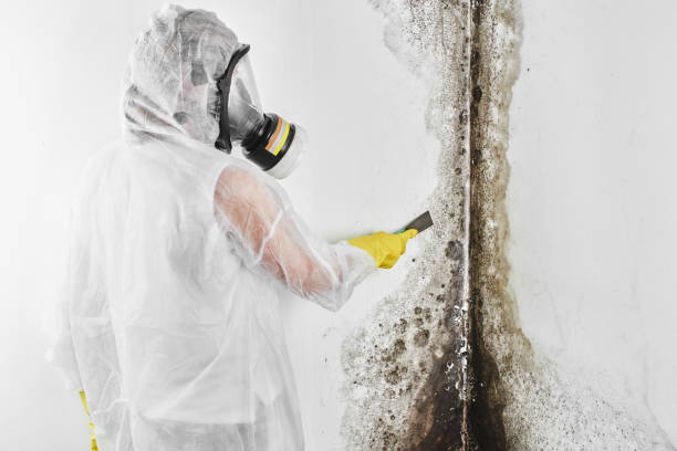 Best Black Mold Removal  in Rome, NY