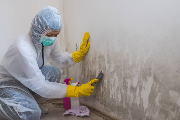 Crawl Space Mold Removal in Rome, NY