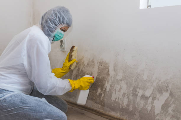 Best Mold Removal and Inspection  in Rome, NY