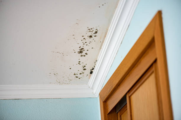 Best Residential Mold Removal  in Rome, NY