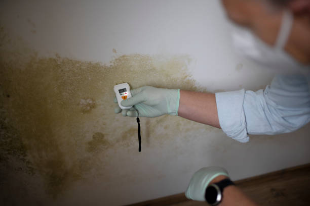 Mold Removal and Inspection in Rome, NY