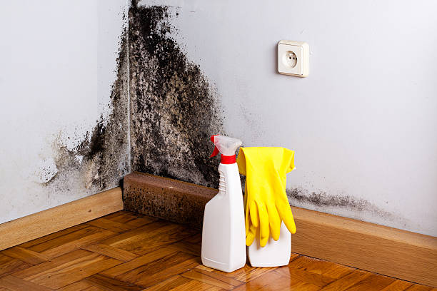 Best Mold Remediation Experts  in Rome, NY