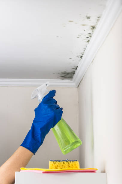 Best Mold Remediation  in Rome, NY